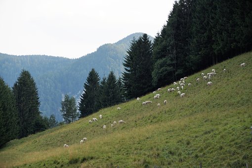Sheep on hillside